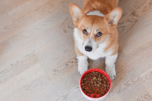 How to choose the best food for your dog