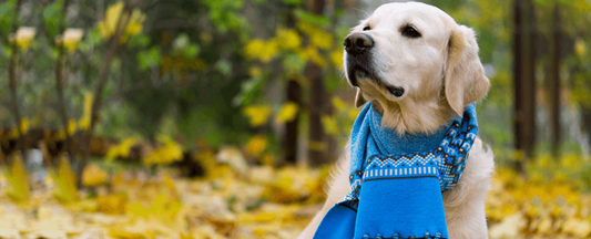 4 Tips for Keeping Your Pet Safe and Warm During Winter