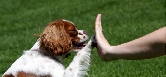 Treats and Rewards: The best way to encourage positive behavior in dogs