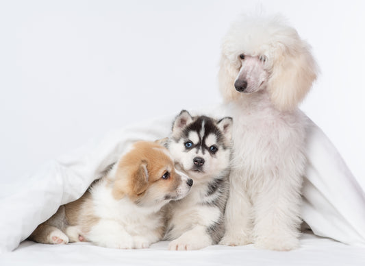 Different Dogs breeds and their pros and cons