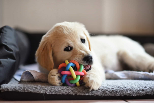 The best tips for new puppy owners